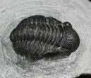 Bargain Gerastos Trilobite Fossil #27966-1
